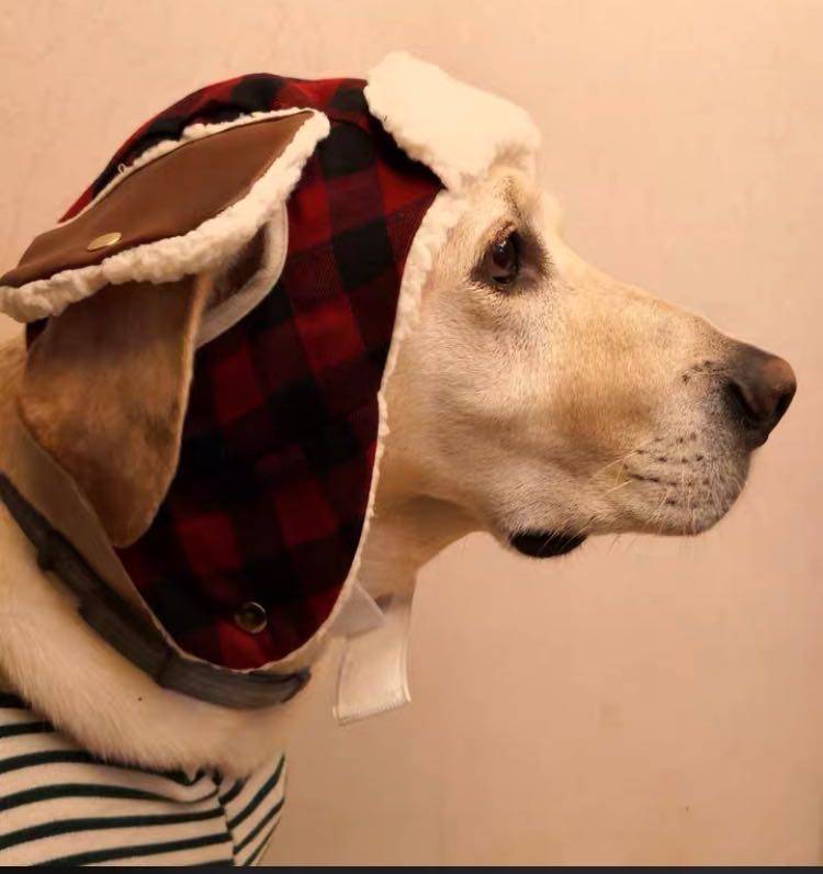 Pet party New Year's Christmas hat and beard shape Halloween dog photo photo large dog Golden Retriever Lala