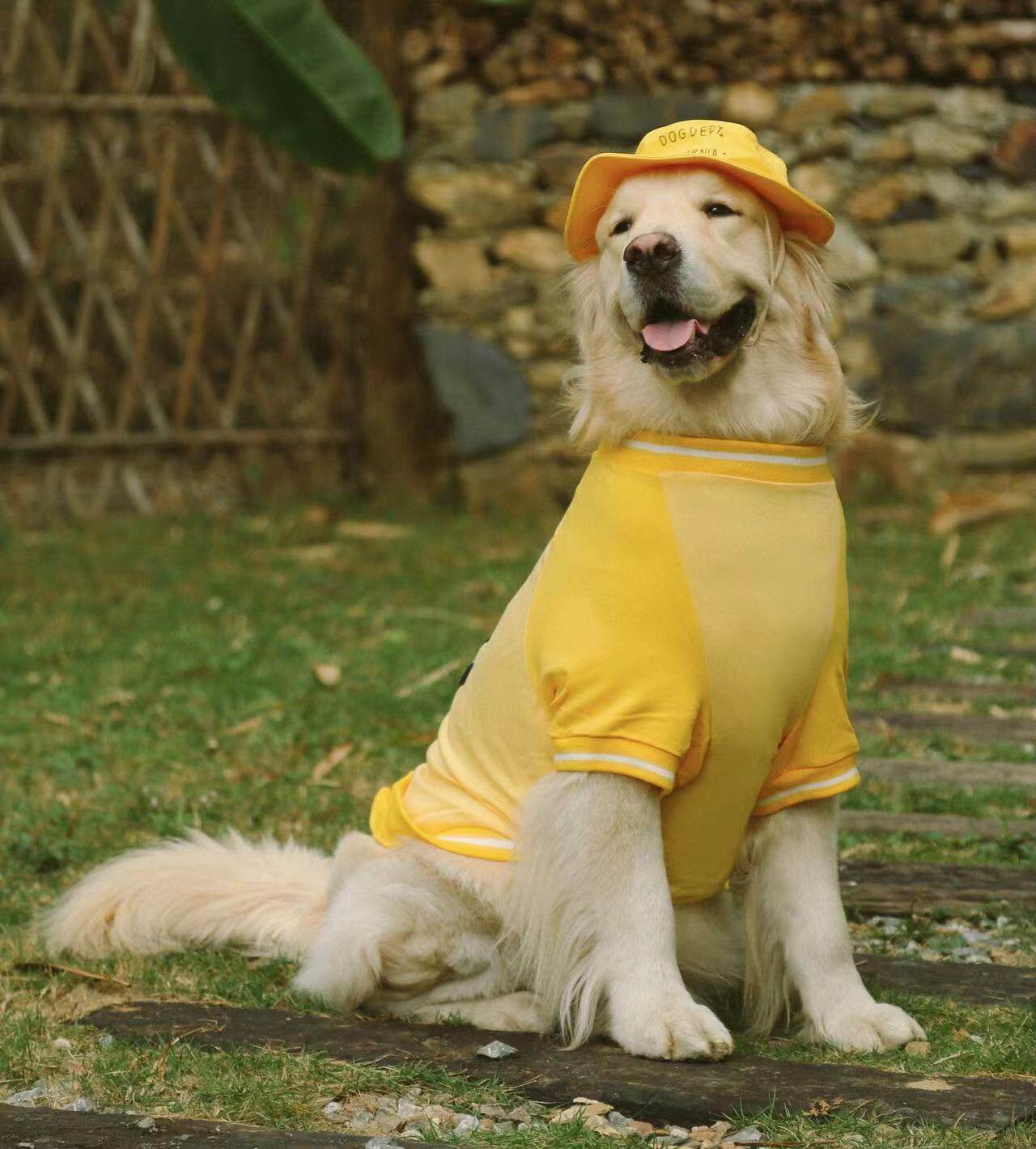 (Large Dog Clothes) Tricolour La Lado T Gratuity Gross Durin Clothes Pure Cotton Galleka High Elastic Autumn Clothing