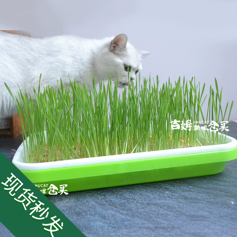 Mèo trồng cỏ kit mèo cỏ khay khay không trồng lúa mì khay thủy canh nôn mửa tóc bóng mèo ăn nhẹ - Đồ ăn nhẹ cho mèo