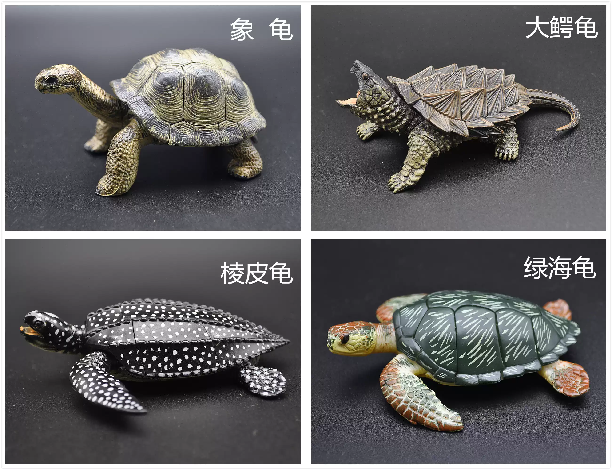 4-D拼装动物模型海龟乌龟儿童认识认知教具玩具多款, image size:2602x2002
