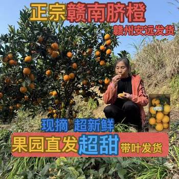 Gannan navel orange freshly picked seasonal fruit free shipping