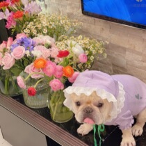 Small eyes spring new lace edge small blouse