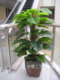 시뮬레이션 공장 가짜 장식 꽃 나무 단극 가방 갈색 고무 잎 큰 잎 중간 녹색 딜 물방울 거실 드래곤 보트 축제 선물