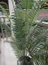 Mô phỏng cao 1 m 9 phượng tre phượng thân cây rải rác đuôi hoa hướng dương giả cây xanh trang trí cây cảnh sàn hoa trung thu - Hoa nhân tạo / Cây / Trái cây Hoa nhân tạo / Cây / Trái cây