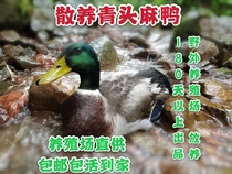 Authentic Prose Farmhouse Old Duck Meat Bag Live Home Ecological Spring Water Loose Green Head Water Duck Earth Duck Old Hemp Duck