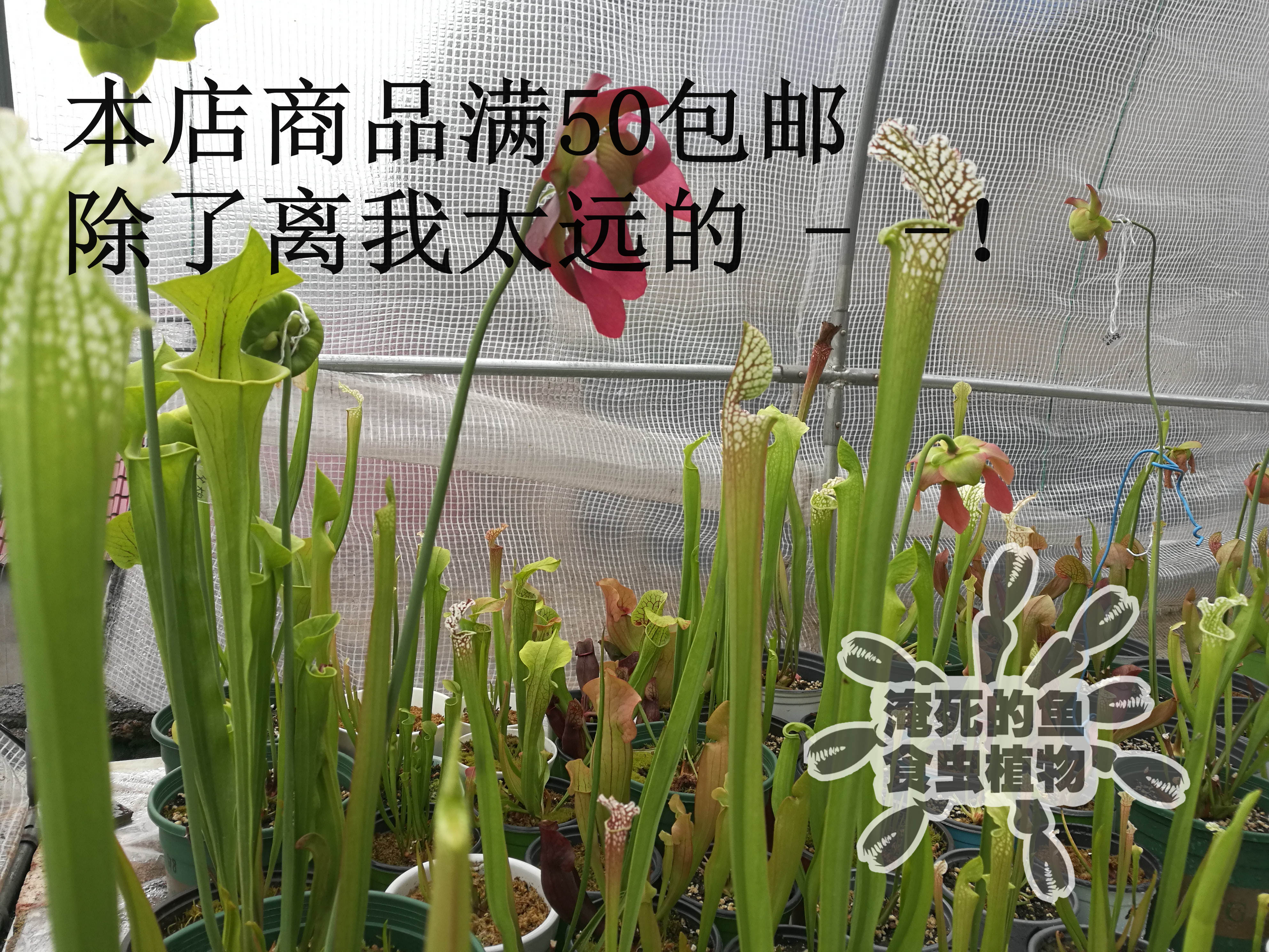 Drowned fish - eating plant a yuan ultra - linked remedy price