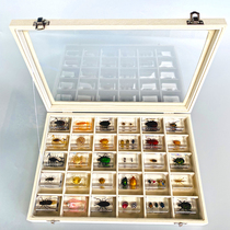 Pippi Science Education Primary and Middle School Beetle Insect Specimen Flies Shrimp Crab Tian Niu Mosquitoes Conch