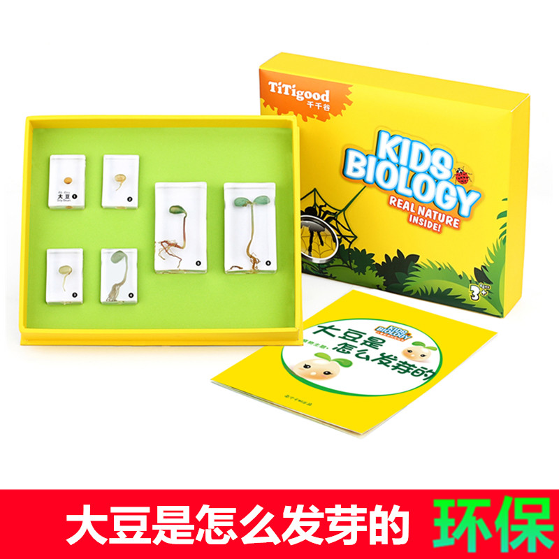 one thousand Sail Primary And Middle School Front Education Teaching Plant Soybean Sprout Growth Process Real Resin Specimen Suit