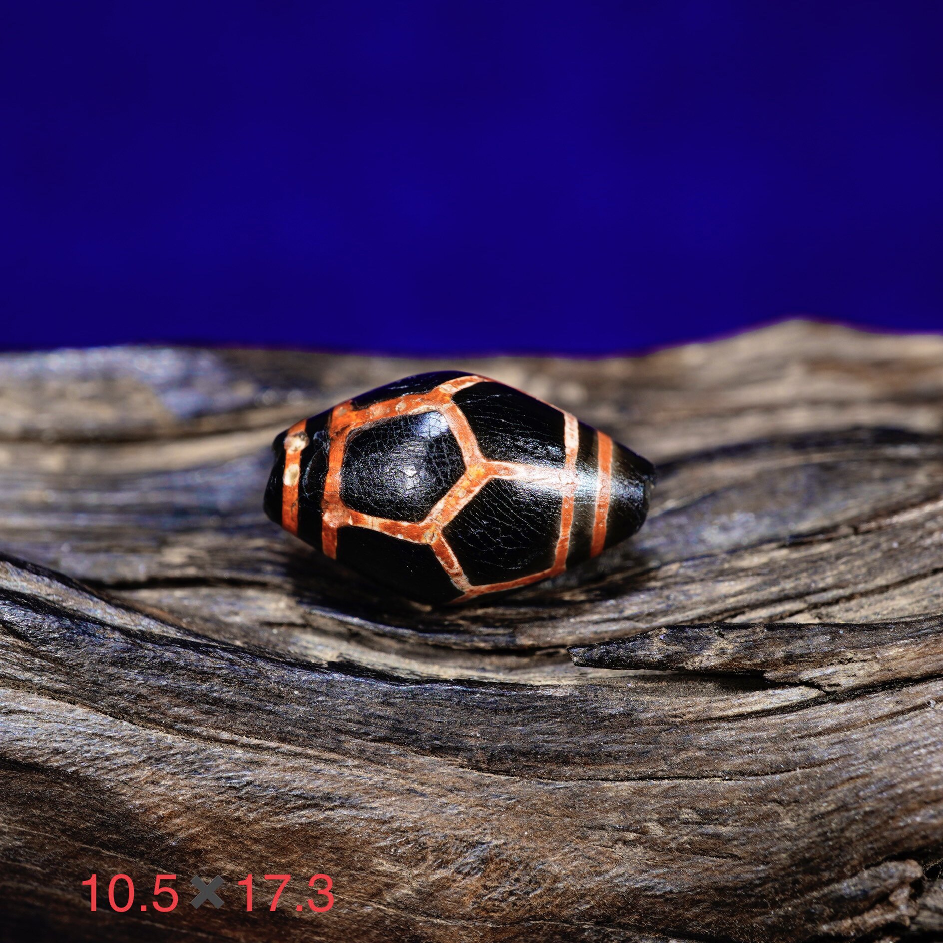 274 millennium ancient pearl of Bangladesh Turtle Back Life of the Yellow Line of the Yellow Line