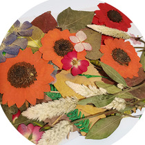 Natural plant specimens real dried flowers hand stickers childrens DIY true tree leaf painting materials package early education