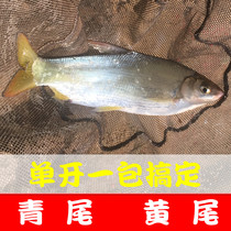 Freshwater almighty bait yellow-tailed green-tailed crucian carp carp warped mouth grouper kill bait nest material fast fish