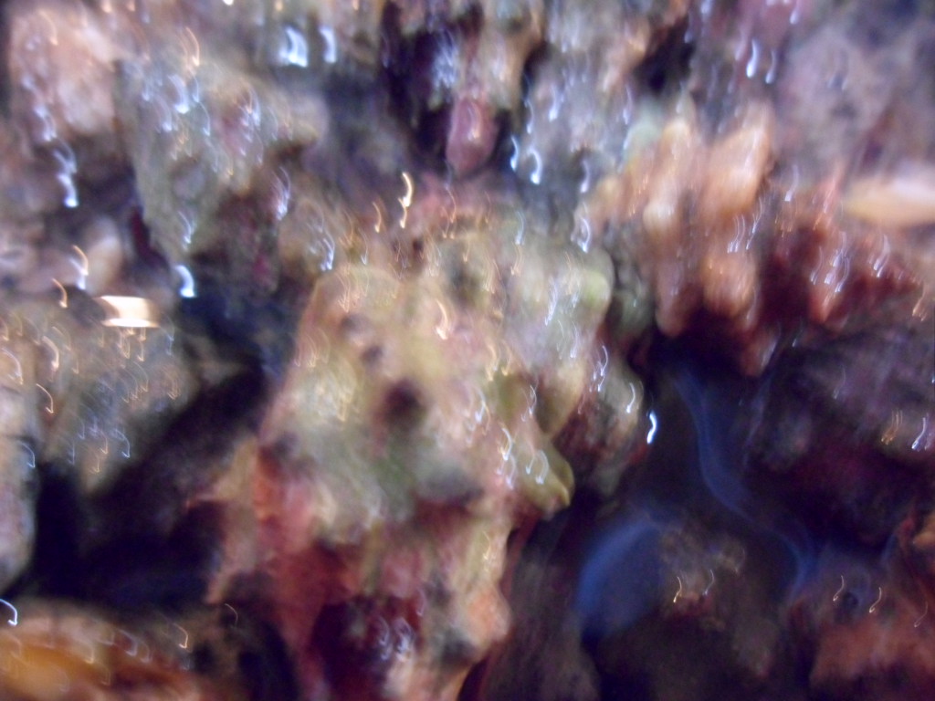 2斤装大个头新鲜辣螺：海鲜控必看，现捕现发，让你在家也能享受海洋盛宴！