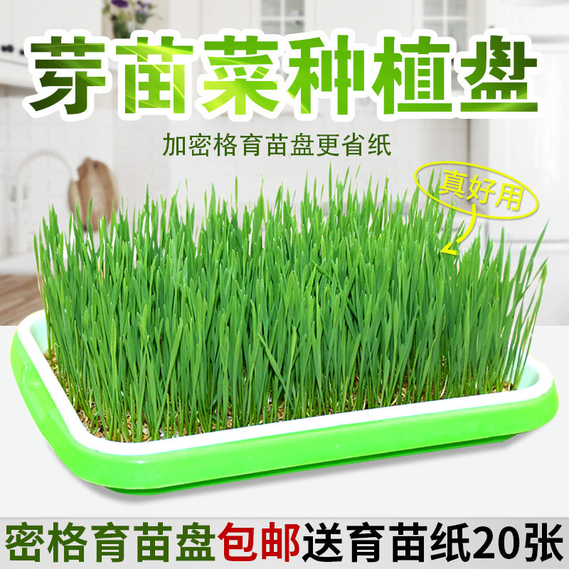 Balcony Planted vegetable sprouts Vegetable Cultivation Pan Hydropony tray No Tuiless cultivation Nutritional Bowl Bean Sprout nursery tray Large 