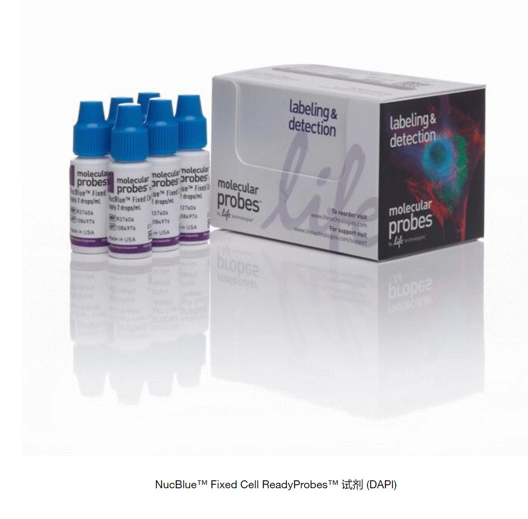 ?R37606，NucBlue Fixed Cell ReadyProbes 试剂 (DAPI)，2.5ml