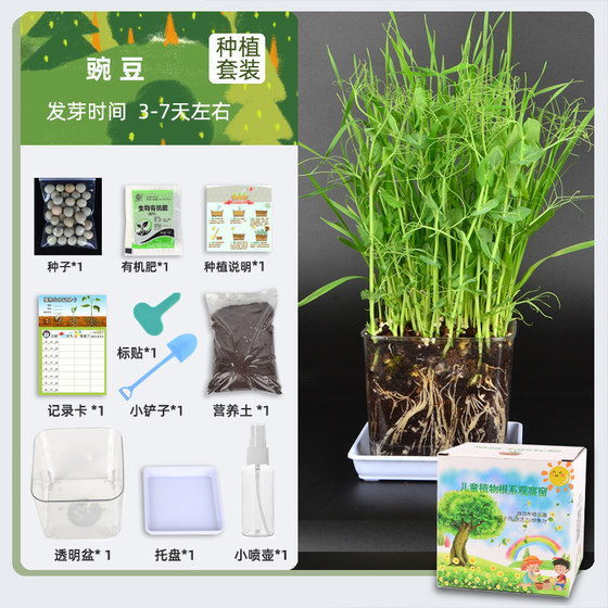 Transparent observation pot beans vegetable flower planting potted kindergarten primary school students plant growth process diary