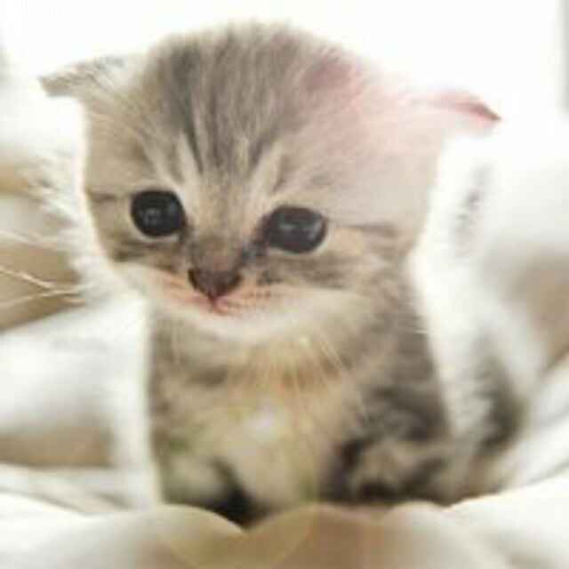小呆猫KK