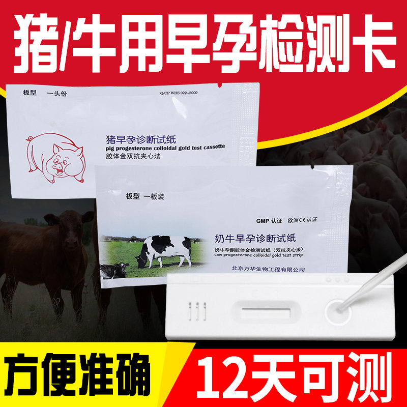 Mother Pig Gestation Test Paper Test Case Pig With Pregnancy Test Test Paper Dairy Cow Pregnancy Test Paper Test Paper
