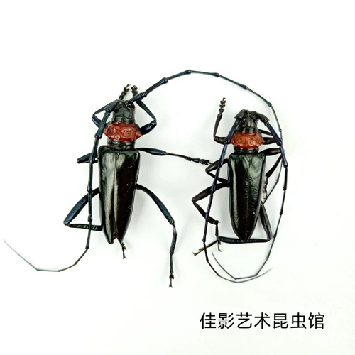 Peach Red Sect Sepication Speciation Weet Whit Ice Isce Образцы насекомых Около 3/5 см изначально производятся Henan