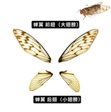 Jiaing cicada wings (отдельные цены) знают образцы крыльев и насекомых Образец образец