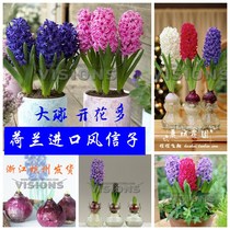 Reserved in October (Hyacinth seed ball) Dutch imported big ball double petal hydroponic potted plants easy to blossom G70