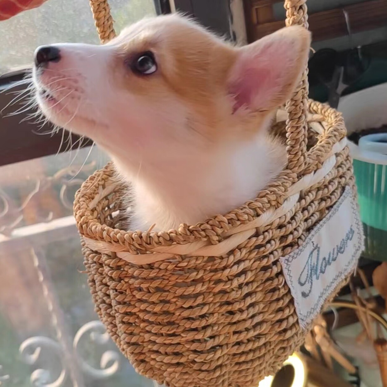 小呆爬宠