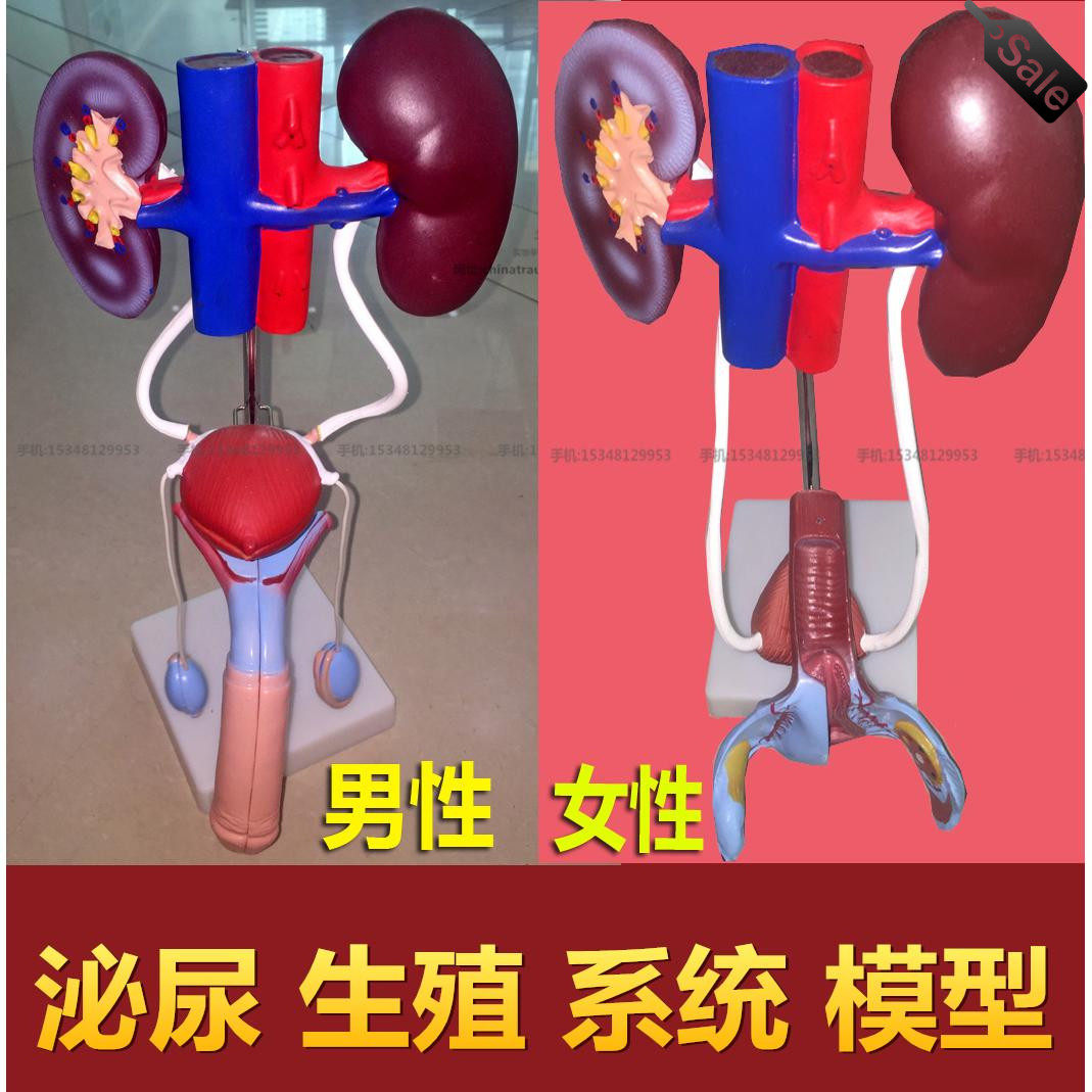 男性女性泌尿生殖系统模型肾脏解剖模型膀胱结构造教学医学教具