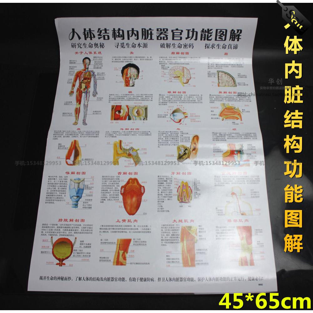 医院用诊所人体结构内脏器官功能图解挂图器官解剖图示意图海报