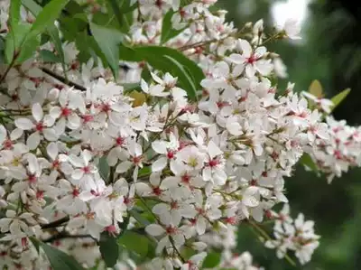 木本观赏盆栽开花雪白成片的石斑木车轮梅春花仔果小但可吃