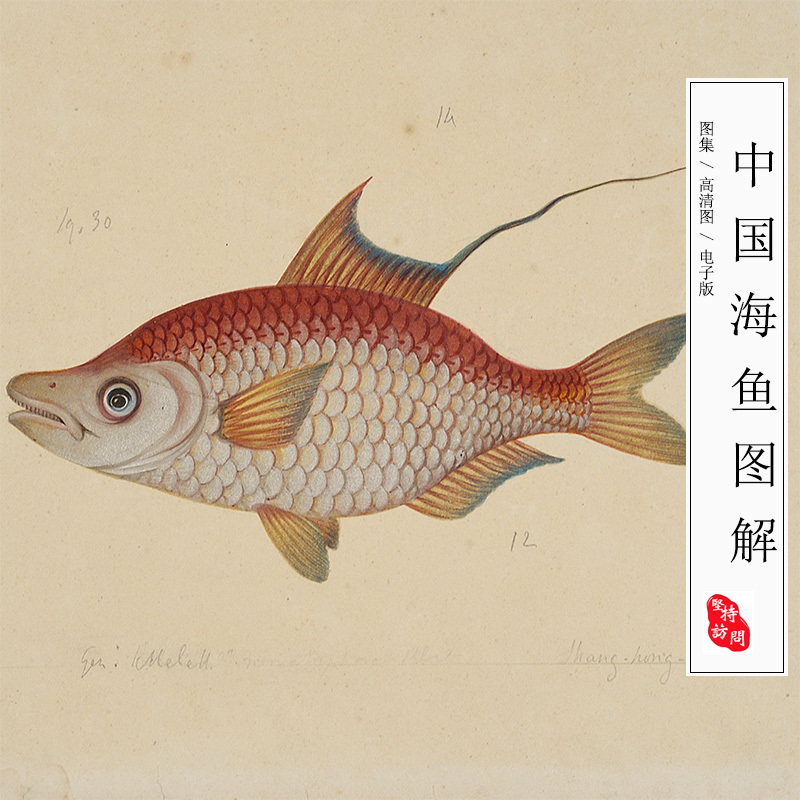 Chinese Sea Fish Illustration Collection: Hand-Drawn Pictures of Snapper, Eel, Shark, Pufferfish, Shrimp, Crab, Turtle, Digital Image Library Chinese Sea Fish Illustration Collection: Hand-Drawn Pictures of Snapper, Eel, Shark, Pufferfish, Shrimp, Crab, Turtle, Digital Image Library