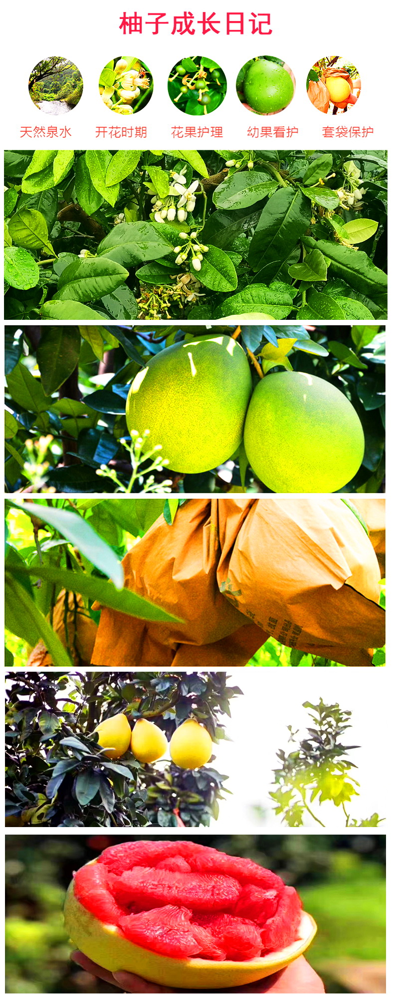 福建平和管溪紅心柚子紅肉蜜柚三紅柚子新鮮水果當季整箱10斤密柚 福建平和管溪紅心柚子紅肉蜜柚三紅柚子新鮮水果當季整箱10斤密柚