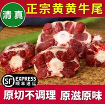 Fresh yellow oxtail Nanyang yellow cattle cattle tail fresh fresh slaughtered cattle tail halal 3 Jin Shunfeng