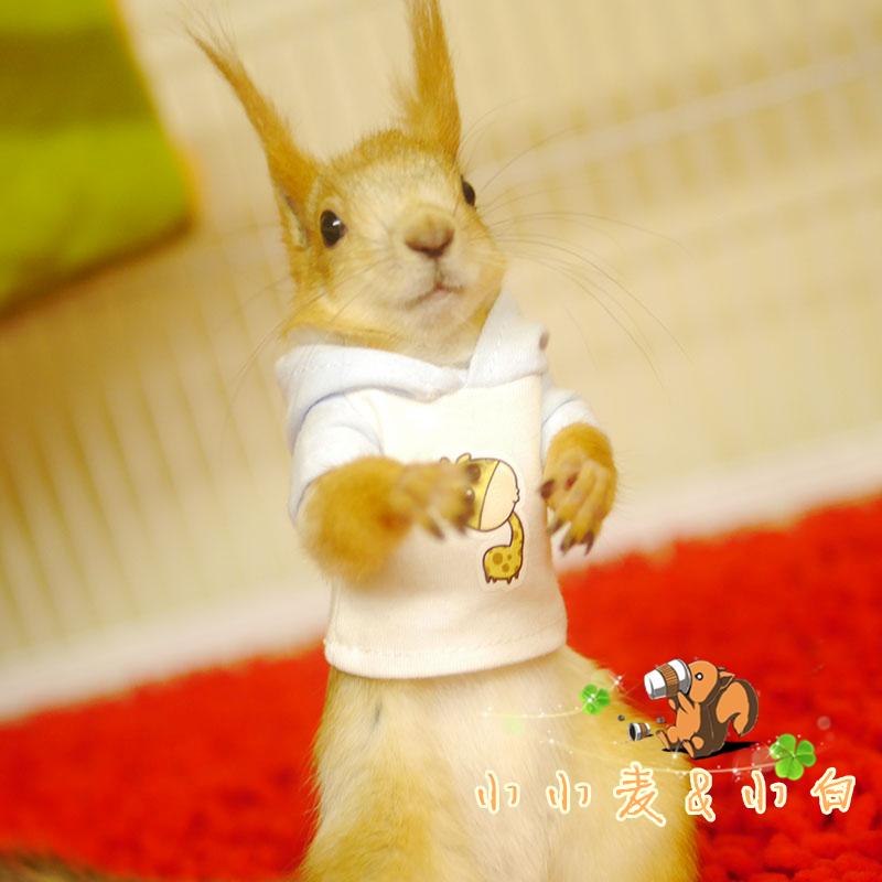 Demon King Snow Huangshan Squirrel Clothes Cotton Hooded Mink Special Body Pattern Colors Can Be Customized and Matched