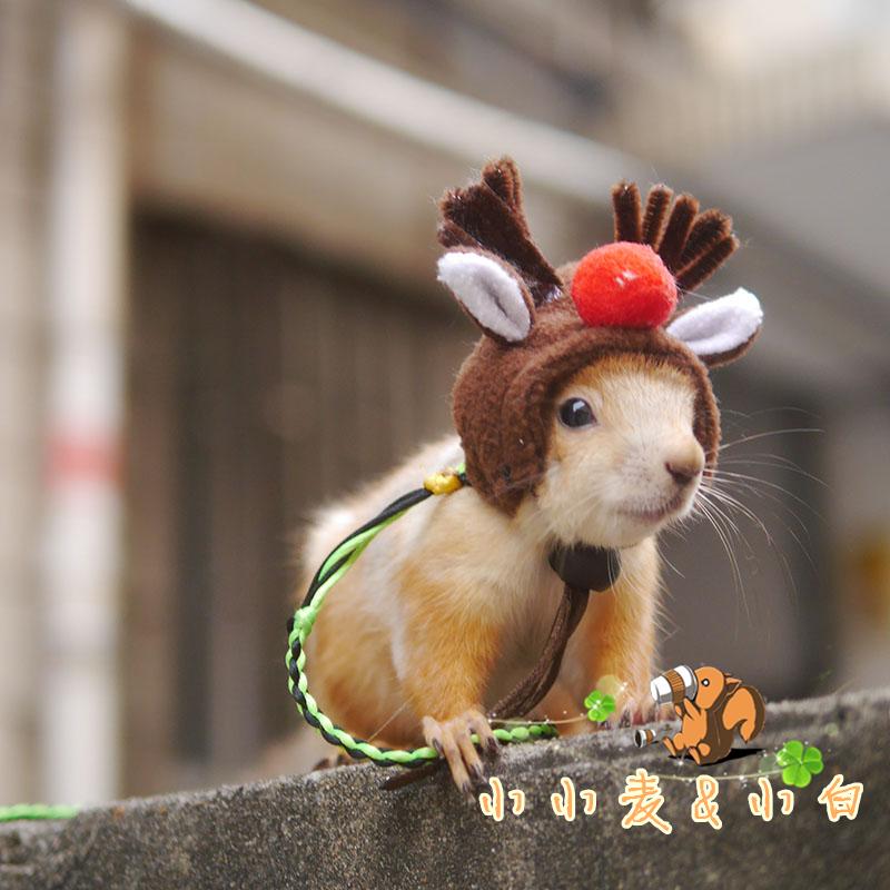 Small wheat snow ground Yellow Mountain squirrel Anglo minke Deer Cap Couple Cap Two-piece Traction Rope can be dimensioned