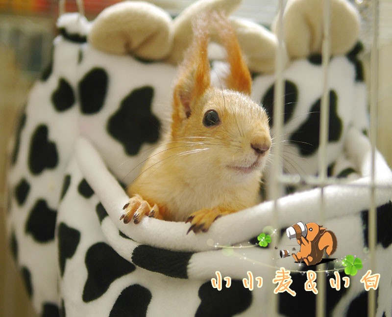 Small wheat gold necklace squirrel squirrel sable cat winter warm cartoon with a circle cotton den for dual use