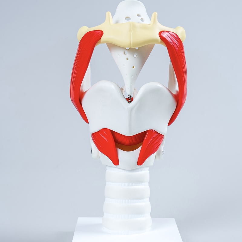 Throat Vocal Cord Model, Vocal Teacher, Science and Education, Medical, Ear, Nose and Throat Equipment, Anatomical Model, Movable Laryngeal Cartilage