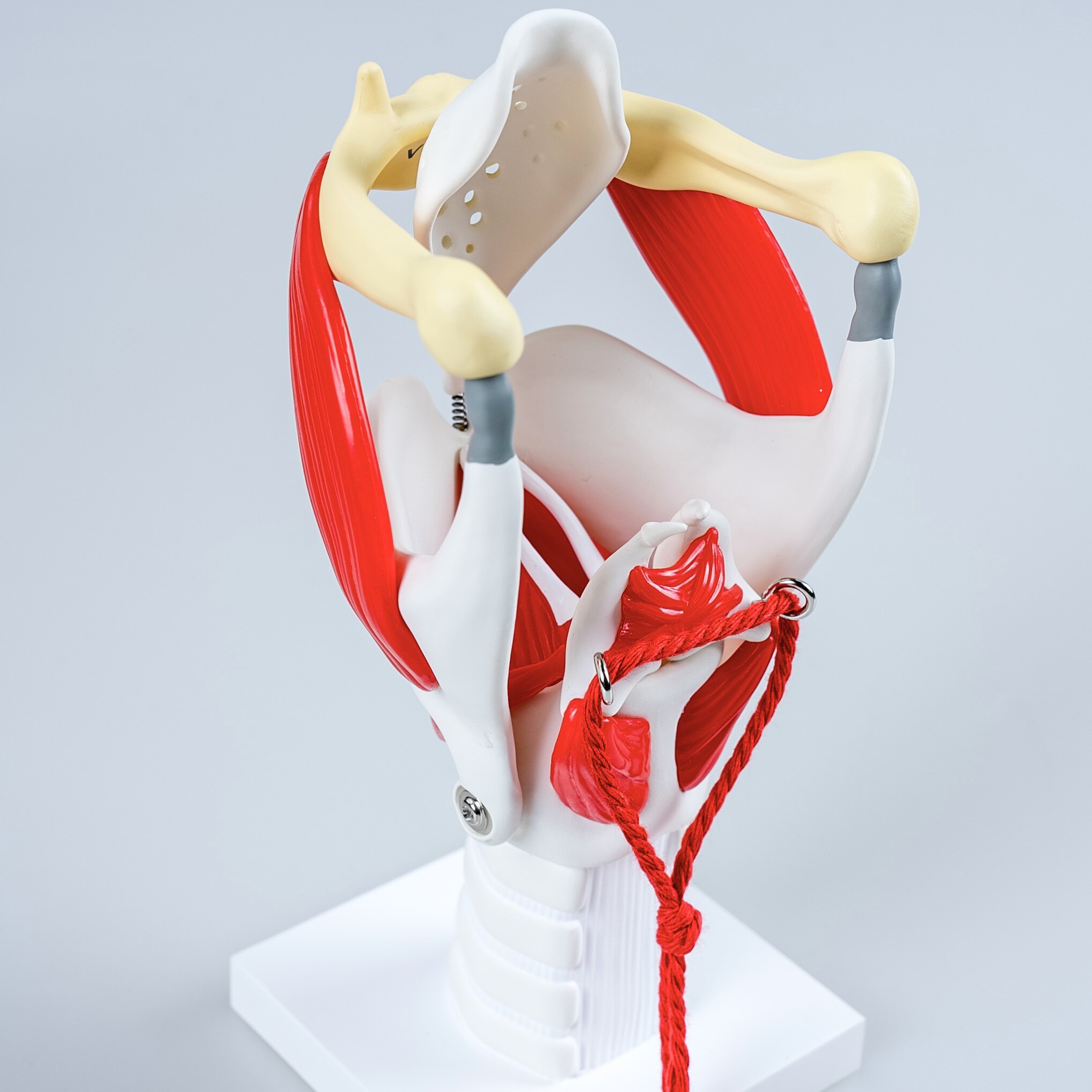 throat model解剖模型喉部教育🔍-手办-淘宝好物网