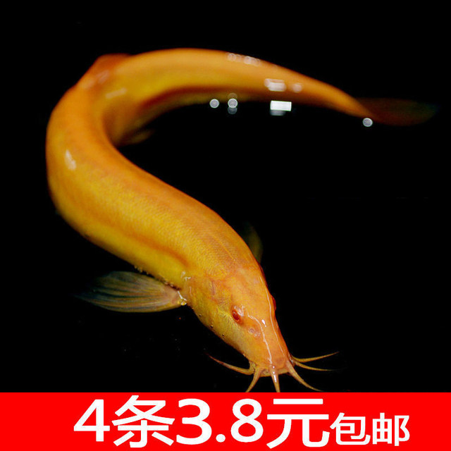 Golden loach scavenger golden dragon loach is good for raising golden loach freshwater fish small goldfish resistant to living live ornamental fish