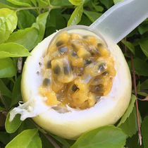 Golden passion fruit 5kg fresh pick and found seasonal fruit yellow egg fruit passion fruit passion fruit big fruit Shunfeng