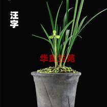 Hualiang Lanyuan Chunlan Grass Seedlings (Wang Zi) Qingxiang easy to raise orchids Old Eight kinds of flowers and green orchid seedlings