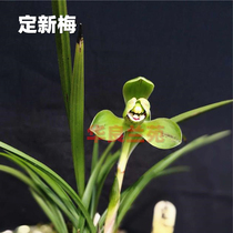 Hua Liang Lanyuan Dwarf spring orchid Ding Xin Mei also known as centering plum Old species grass plum petal small grass orchid seedling orchid