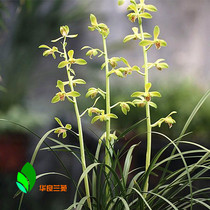 Orchid seedlings Cymbidium Narcissus Big Yipin traditional Old eight kinds of Jiangsu and Zhejiang ripe grass Hualiang orchid garden flower big strong fragrance