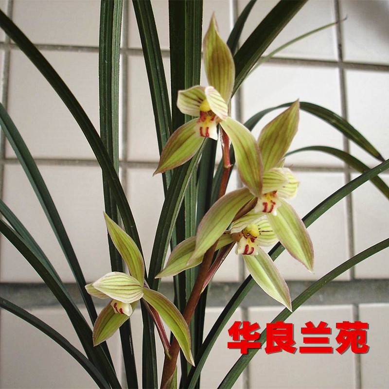 Orchid potted plant name Guilan grass < Spring sword cooked grass > intense and fragrant orchid Miao with flowers and flowers and flowers and herbs