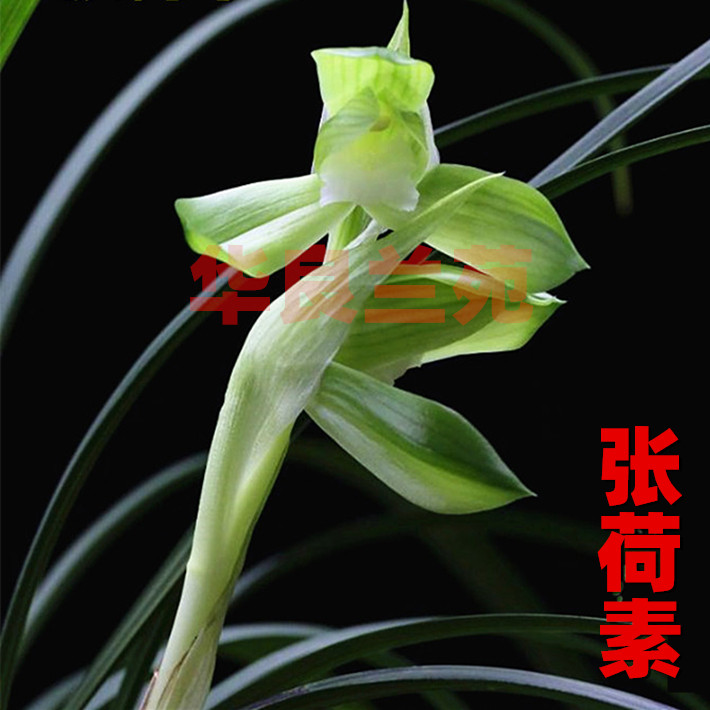 Broccoli Miao Chunlan Heart Zhang Hoho Large Flower Large Flower Large Fragrant Flowers of Champung Orchid Jiang Zhejiang's Old Variety of China Liangliang Yuan