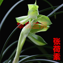 Orchid Miao Chunlan Suxin Zhang lotus Su big flower Large light fragrant fragrant orchid Jiangsu and Zhejiang old varieties Hualiang Lanyuan