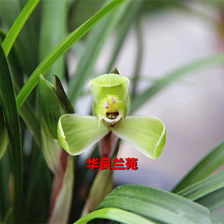 Hualian Lanyuan Spring Orchid Park round ten round old - circle of four inscriptions of Qingdao - famous Guilan old species