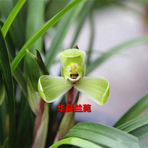 Hualiang Lanyuan Chunlan Flower and Miao Collection Garden Collection Yuan Old Ten Yuan Jiangsu and Zhejiang Four Ming Products Qingxiang Lancao Old Species