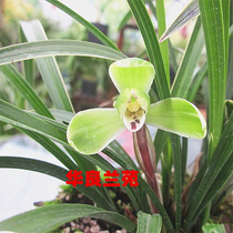 Hualiang Lanyuan Orchid Seedlings: Chinese one-quality plum spring orchid art grass fragrance type appreciation leaf orchid seedlings Orchid easy to raise