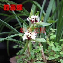 Hua Liang Lanyuan Spring Lanqi flower Sixi butterfly Traditional precious orchid seedlings fragrant flowers Old varieties of Jiangsu and Zhejiang bluegrass