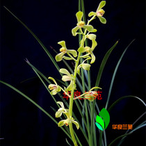 Old best Huilan plum petal traditional cymbidium one of the eight old and new kinds of Jiangsu and Zhejiang ripe grass orchid seedling orchid