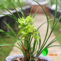 Chunlan strange flowers butterfly big flower fragrance precious green plants orchid flowers potted seedlings Hualiang Orchid
